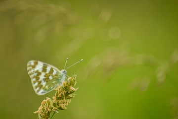 Butterfly on leaf in wildlife