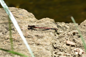 rote Libelle auf Stein 