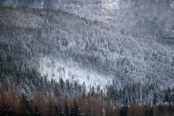 Aerial view on trees covered with snow in Hallstatt, Austria. Top view on forest in winter 