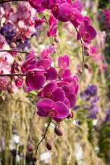 Pink moth orchid blooming in botanical garden