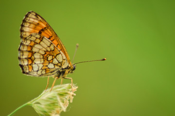Fototapeta na wymiar Butterfly on leaf in wildlife