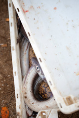 Eels and stingray in container, Essaouira Morocco 