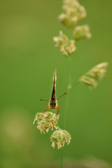 Butterfly on leaf in wildlife