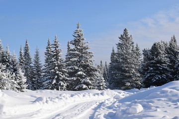 snow covered trees in mountains