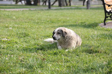 Naklejka na ściany i meble dog lying in the grass