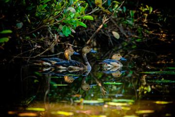 Family of ducks in a pond