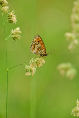 Butterfly on leaf in wildlife