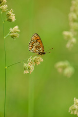 Butterfly on leaf in wildlife