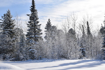 road in winter forest