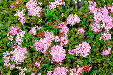 Fototapeta na wymiar Pink flowers and green leaves of Rauvolfia serpentine closeup.