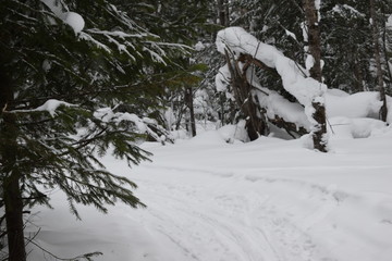 snow covered trees