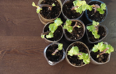 Cutting of grapes. Young seedlings of grapes in plastic bottles. Ready for planting. Use of plastic bottles in everyday life.
