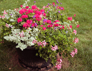 In summer, the lawn as a décor is a black pot with planted plants and pink, red and purple flowers
