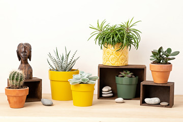 Collection of various succulents and plants in colored pots. Potted cactus and house plants against light wall. The stylish interior home garden