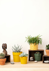Collection of various succulents and plants in colored pots. Potted cactus and house plants against light wall. The stylish interior home garden