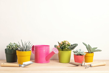 Collection of various succulents and plants in colored pots and gardening tools. Potted house plants against light wall. The stylish interior garden. Home gardening concept