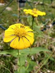 yellow flower in garden