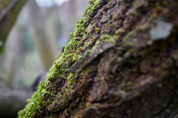 Photograph of moss on a tree trunk, in Los Cahorros, Monachil, Granada.
