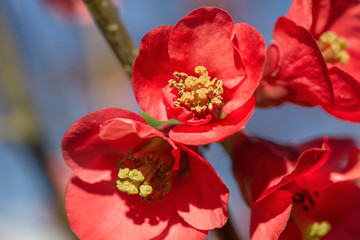 Maule's quince flowers