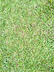 background of grass