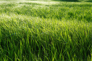High grass in morning, top of grass in dew.