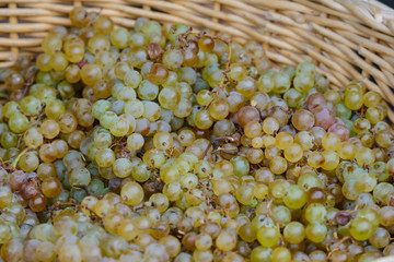 A basket of ripe and juicy green seedless grapes on a market stall in Saint-Palais-sur-Mer, Charente-Maritime on the southwestern coast of France in August