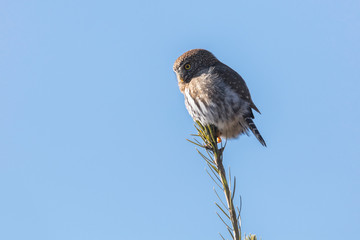 Northern pygmy owl