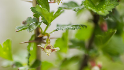 Obraz premium gooseberry, Ribes uva-crispa blooming in spring. flower Ribes grossularia close-up against background of leaves. Branches and young shoots of fruit shrub.