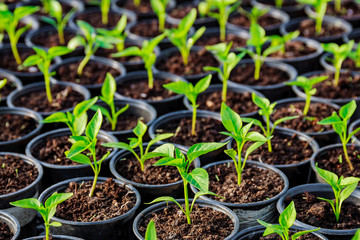Pepper seedlings in plastic pots. Growing seedlings in early spring in the greenhouse.