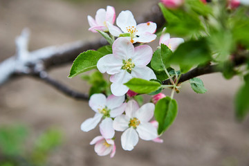 beautiful blooming apple trees orchard in spring garden