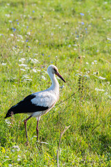 a white stork in close-up, walking along a green meadow with tall grass and white flowers