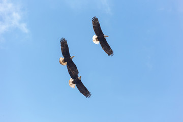 Flying Bald eagle