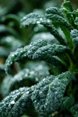 morning dew drops collected on dark green kale leaves in an organic garden, fresh dino kale after rain, macro water droplets on leaf