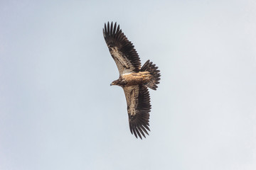 Flying juvenile Bald eagle