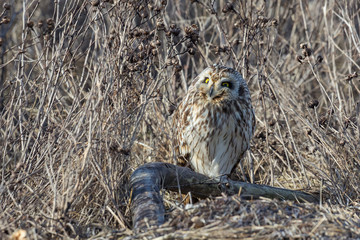 Short eared owl