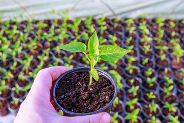 Pepper seedlings in plastic pots. Growing seedlings in early spring in the greenhouse.