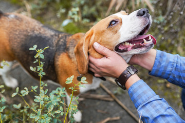 The owner's hands pet the beagle dog while playing on the green grass outdoor