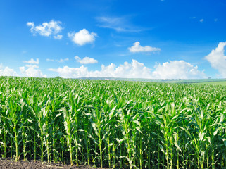 Green corn field and bright blue sky.