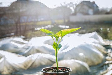 Pepper seedlings in plastic pots. Growing seedlings in early spring in the greenhouse.