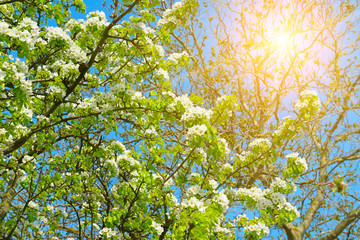 Flowering trees in the spring. Selective focus.