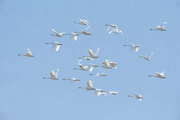Flying Trumpeter Swan