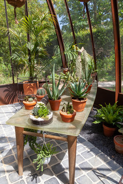 Jardin - plantes grasses sur uen table dans une serre