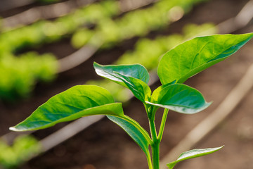 Obraz premium Pepper seedlings in plastic pots. Growing seedlings in early spring in the greenhouse.