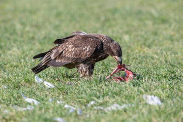 juvenile Bald eagle