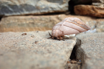 Big brown moth on stone surface. Photographed in Nepal