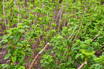 Sprouts of young leaves on the bush of black currant.