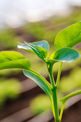 Pepper seedlings in plastic pots. Growing seedlings in early spring in the greenhouse.