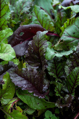 growing beet greens, purple and green leaves, chard, kitchen garden, winter gardening