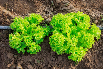Growing lettuce in a greenhouse with drip irrigation.