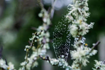 full spiderweb covered in morning dew drops, macro rain droplets collected on spider web in the forest, tree branch with lichen